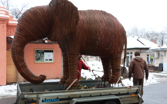 Závěrečná fáze transportu a instalace slona