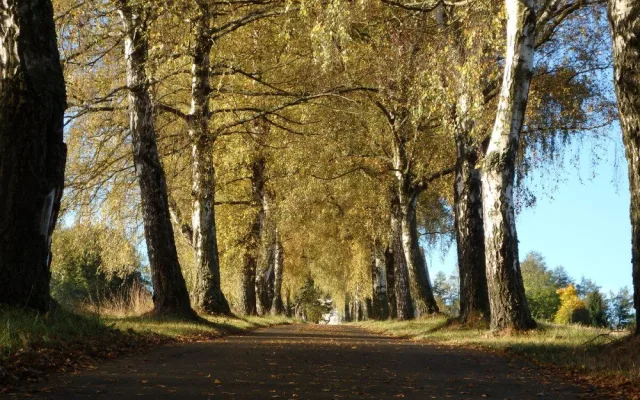 Březová alej ke kostelu sv. Maří Magdalény, foto: Martina Burianová