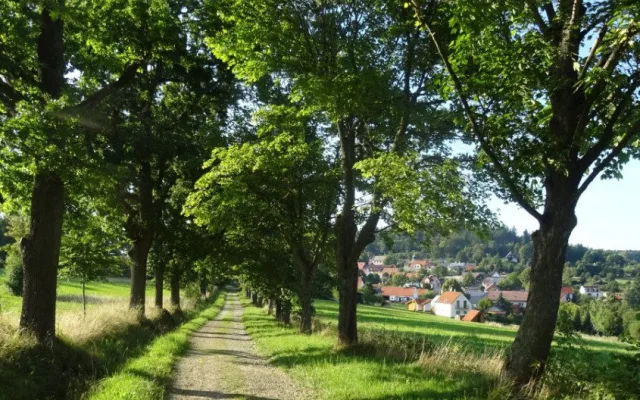 Alej k Pozorce, foto: Zdeněk Reitmeier