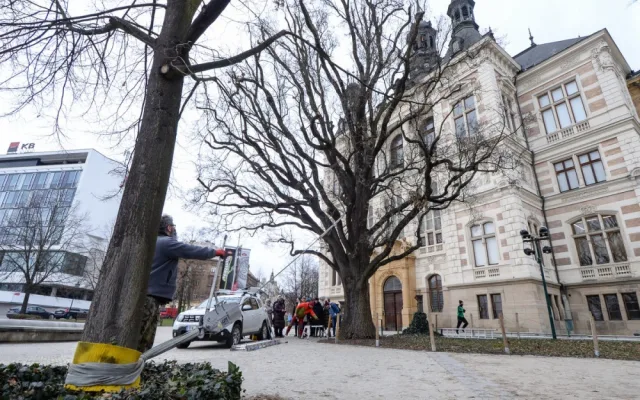Dřevokazná houba napadla vzácný a starý dub před Západočeským muzeem. Experti pomocí přístrojů testují jeho stav
