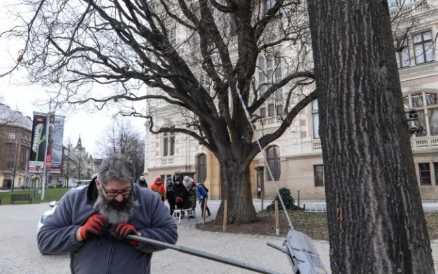 Dřevokazná houba napadla vzácný a starý dub před Západočeským muzeem. Experti pomocí přístrojů testují jeho stav