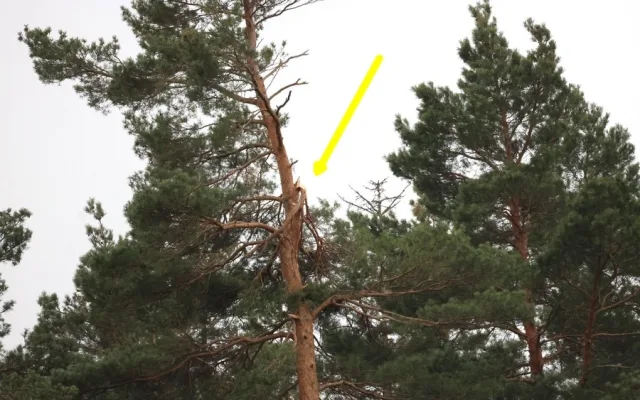 Vichřice strhla z koruny borovice velké orlí hnízdo. Experti teď na stejný strom instalovali novou hnízdní podložku