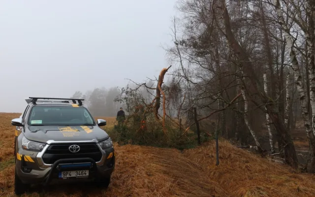 Vichřice strhla z koruny borovice velké orlí hnízdo. Experti teď na stejný strom instalovali novou hnízdní podložku