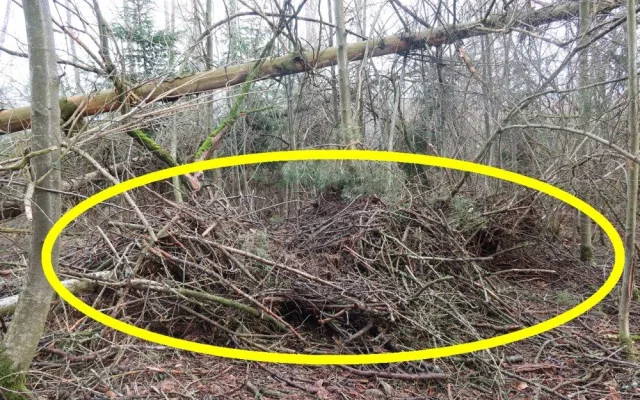 Vichřice strhla z koruny borovice velké orlí hnízdo. Experti teď na stejný strom instalovali novou hnízdní podložku