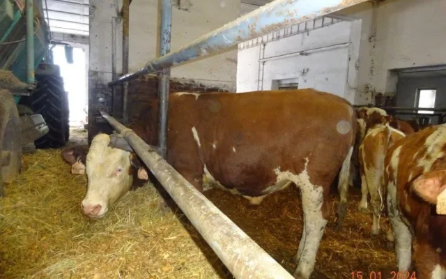 Veterináři provedli v pondělí v chovu mimořádnou kontrolu, vše ale bylo v pořádku.