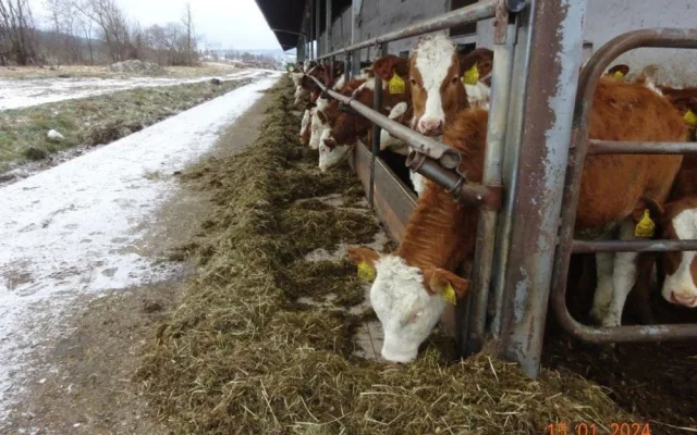 Veterináři provedli v pondělí v chovu mimořádnou kontrolu, vše ale bylo v pořádku.