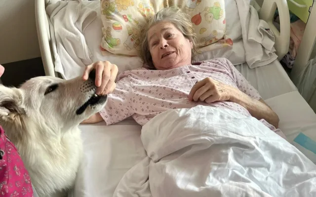 Švýcarský ovčák Amor miluje lidi a je teď tím nejočekávanějším návštěvníkem Stodské nemocnice