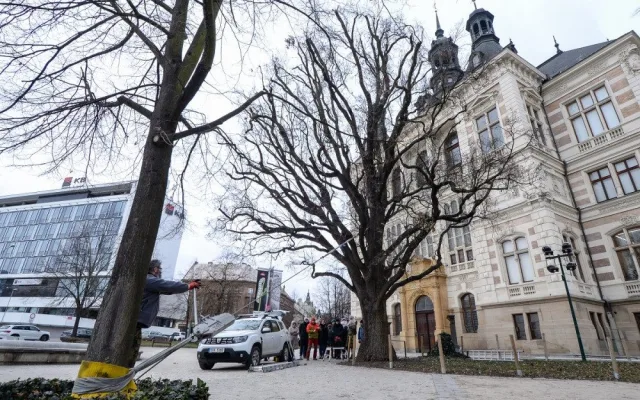 Rozložitý dub před budovou západočeského muzea se kácet nebude. Testy prokázaly jeho stabilitu