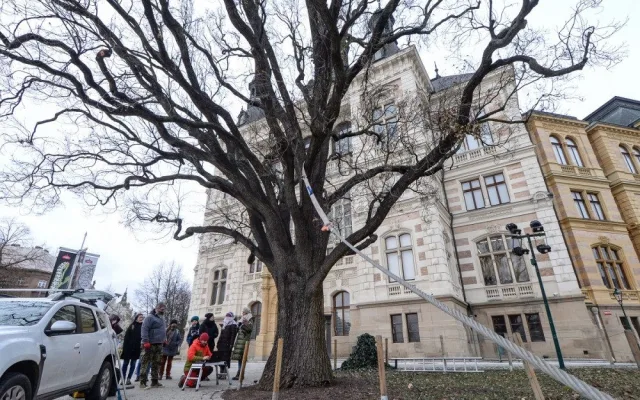 Rozložitý dub před budovou západočeského muzea se kácet nebude. Testy prokázaly jeho stabilitu