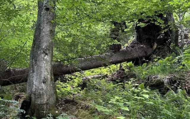 Obrovský význam odumřelého dřeva pro přírodu bude letos Národní park Šumava vysvětlovat v programech pro veřejnost