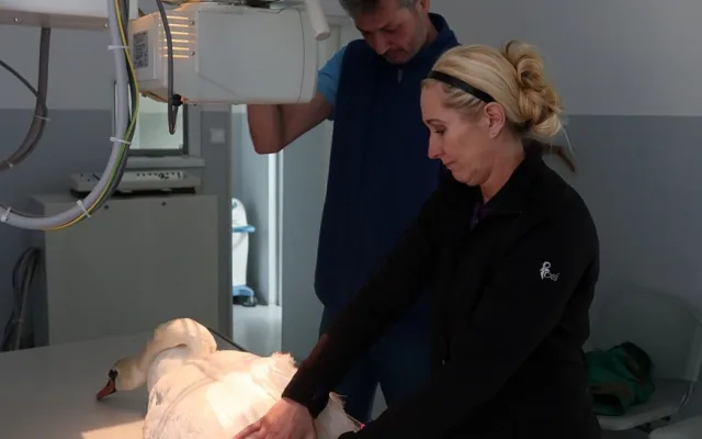 Vyšetření nemocné labutě na plzeňské veterinární klinice