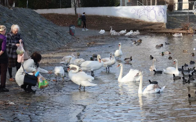 Pokroucené krky mají i dvě labutě v Praze na Vltavě