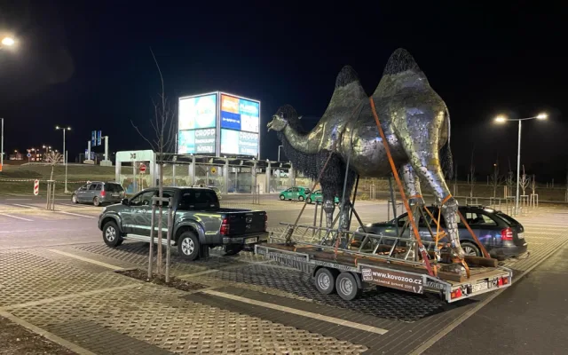 Transport velbloudice