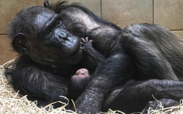 Návštěvníci plzeňské zoo už mohou obdivovat mládě šimpanze, prosíme o ohleduplnost, apeluje zahrada
