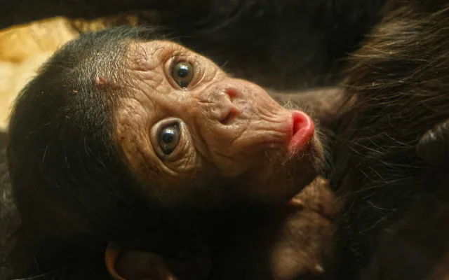 Návštěvníci plzeňské zoo už mohou obdivovat mládě šimpanze, prosíme o ohleduplnost, apeluje zahrada