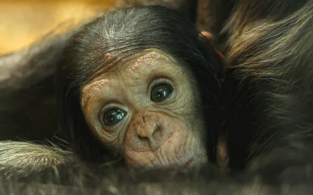 Návštěvníci plzeňské zoo už mohou obdivovat mládě šimpanze, prosíme o ohleduplnost, apeluje zahrada