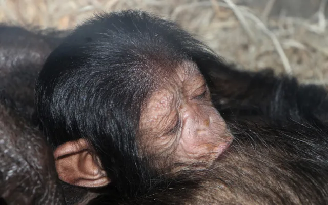 Návštěvníci plzeňské zoo už mohou obdivovat mládě šimpanze, prosíme o ohleduplnost, apeluje zahrada