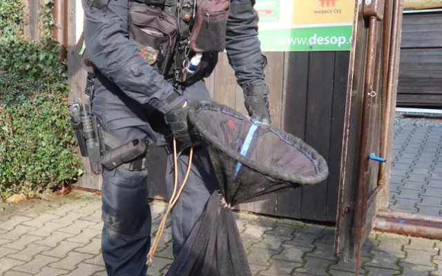 VIDEO: Zraněný jezevec se zatoulal do skateparku, naháněli ho strážníci spolu s hasiči