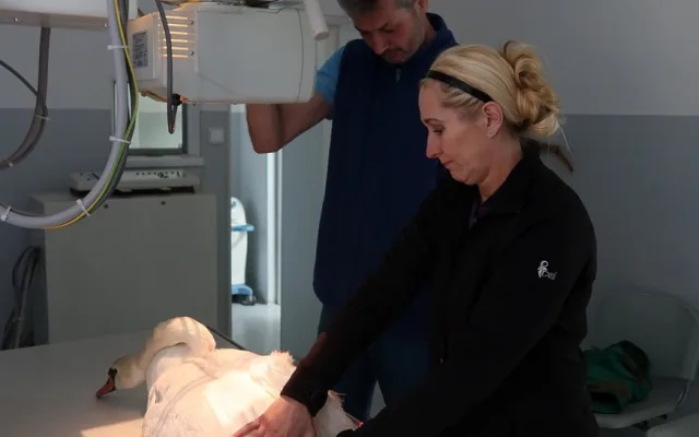 Vyšetření nemocné labutě na plzeňské veterinární klinice
