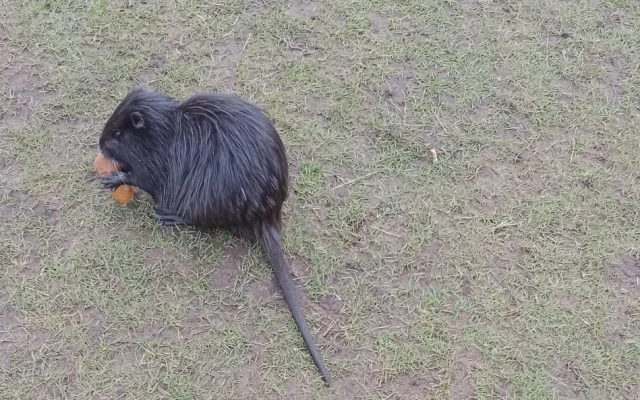 Nutrie požírá vyhozené uzeniny
