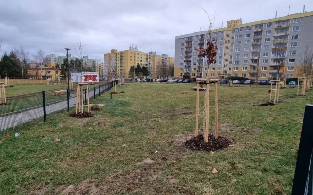 Na louce za školou bylo vysázeno přes šest desítek alejových stromů