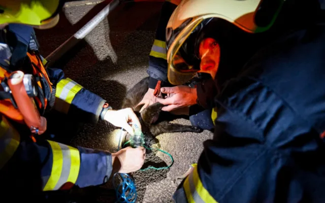 FOTO: Hasiči resuscitovali kočku a z hořícího domu zachránili také králíka
