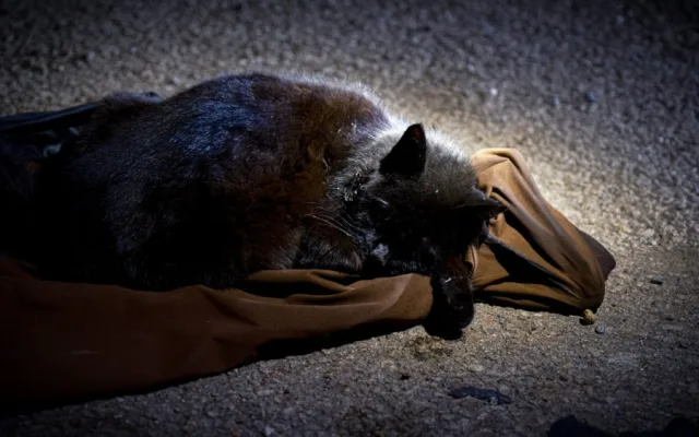 FOTO: Hasiči resuscitovali kočku a z hořícího domu zachránili také králíka