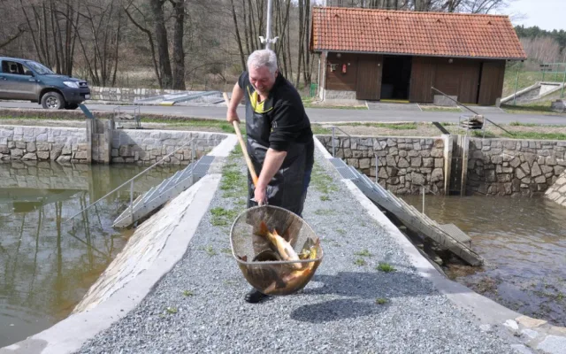 Městské sádky nabídnou velikonoční prodej ryb, podle tradic se ryba servírovala jako postní jídlo