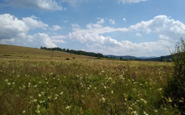 Šetrné zemědělství prospívá krajině, území u Nemanic pokrývají vzácné druhy orchidejí