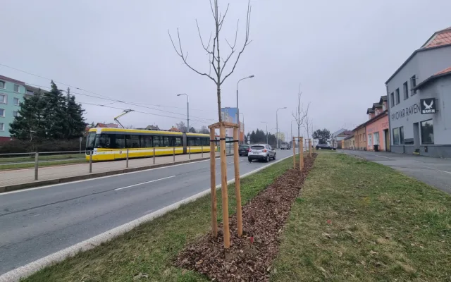 Stovky keřů, desítky stromů i trvalky ve štěrkových záhonech, obvod se ve velkém pustil do výsadby