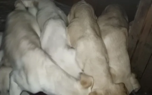 Vyhozená štěňátka labradorů už mají nový domov, bezohledného chovatele hledá policie