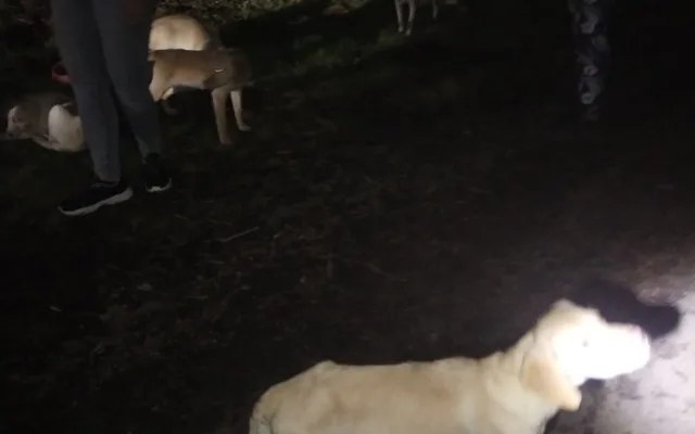 Vyhozená štěňátka labradorů už mají nový domov, bezohledného chovatele hledá policie