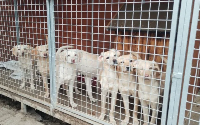 Vyhozená štěňátka labradorů už mají nový domov, bezohledného chovatele hledá policie