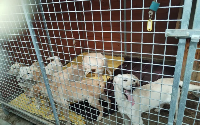 Vyhozená štěňátka labradorů už mají nový domov, bezohledného chovatele hledá policie