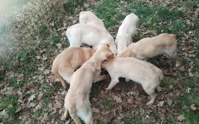 Vyhozená štěňátka labradorů už mají nový domov, bezohledného chovatele hledá policie