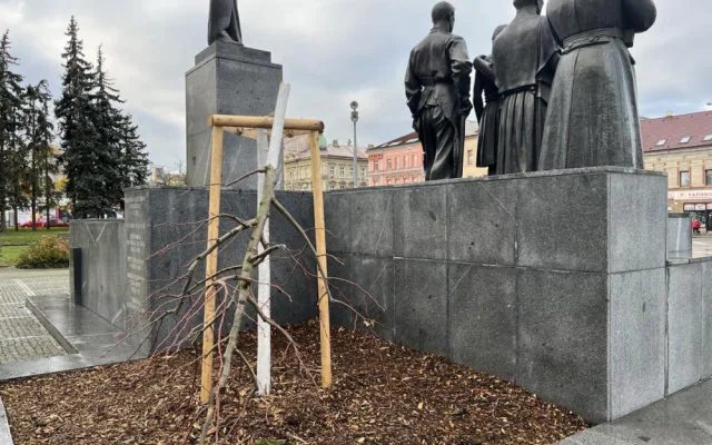 Předchozí mladý strom poškodil vandal