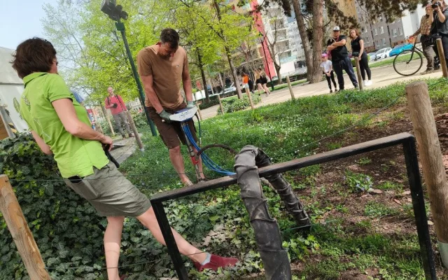 Stoletý dub v centru města dostal speciální infuzi, která ho vyživí a ochrání před škůdci