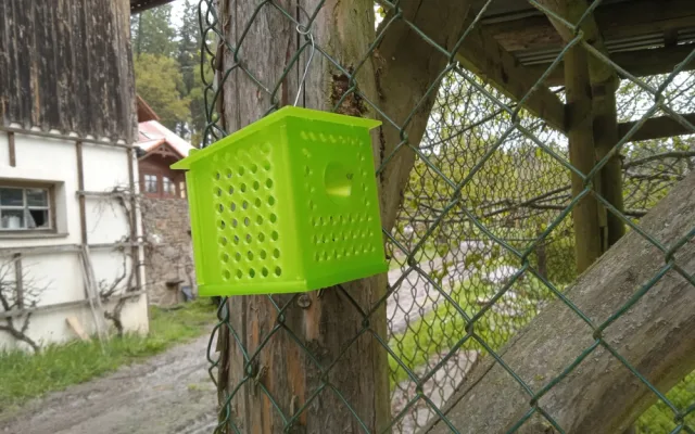 Nebezpečné sršně asijské lapí speciální pasti podél dálnice D5, hmyz často vozí kamiony z ciziny