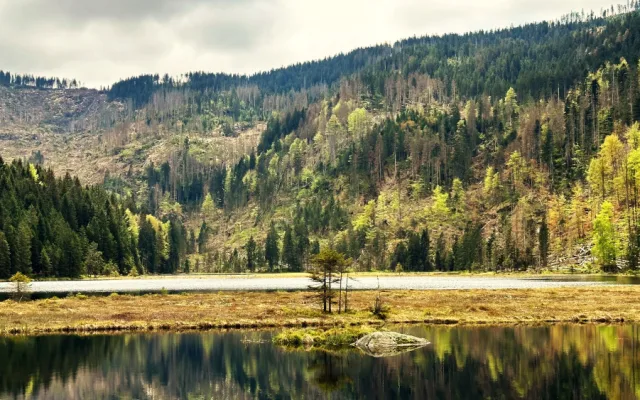 Malé Javorské jezero vás uchvátí krásou tří plovoucích ostrovů. Stromy v okolí ale zdevastoval kůrovec a následná těžba