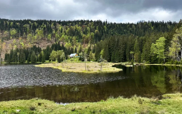 Malé Javorské jezero vás uchvátí krásou tří plovoucích ostrovů. Stromy v okolí ale zdevastoval kůrovec a následná těžba
