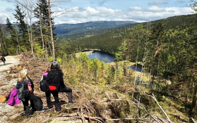 Malé Javorské jezero vás uchvátí krásou tří plovoucích ostrovů. Stromy v okolí ale zdevastoval kůrovec a následná těžba