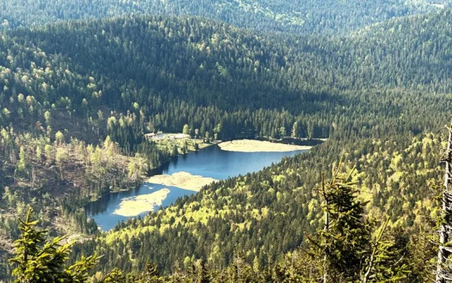 Malé Javorské jezero vás uchvátí krásou tří plovoucích ostrovů. Stromy v okolí ale zdevastoval kůrovec a následná těžba