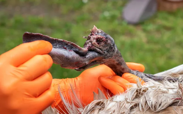 Hnízdící samici labutě napadl pes a způsobil jí otřesné zranění, které nepřežila. Hledají se svědci události