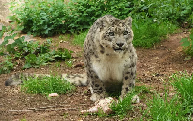 Elegantní levhart sněžný Naschan oslavil 20. narozeniny, jde o nejstarší kočkovitou šelmu v plzeňské zoo