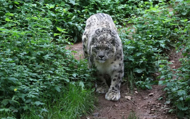 Elegantní levhart sněžný Naschan oslavil 20. narozeniny, jde o nejstarší kočkovitou šelmu v plzeňské zoo