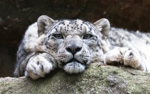 Elegantní levhart sněžný Naschan oslavil 20. narozeniny, jde o nejstarší kočkovitou šelmu v plzeňské zoo