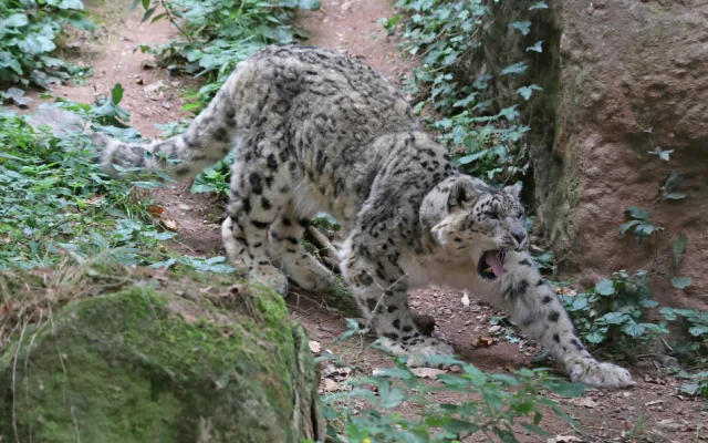 Elegantní levhart sněžný Naschan oslavil 20. narozeniny, jde o nejstarší kočkovitou šelmu v plzeňské zoo