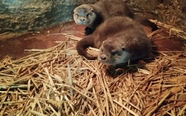 Chovatelům v plzeňské zoo dělají radost dvě vydří mláďata, jedná se o výjimečnou událost