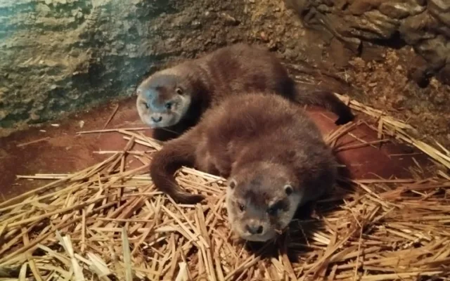 Chovatelům v plzeňské zoo dělají radost dvě vydří mláďata, jedná se o výjimečnou událost