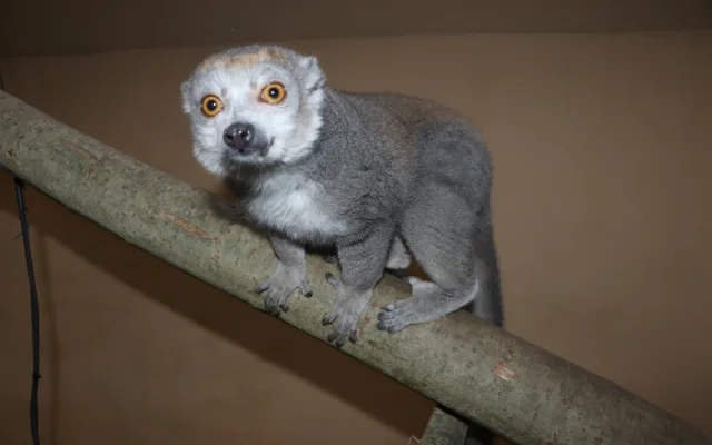 Držte nám palce s odchovem lemura korunkatého, vzkázala plzeňská zoo. Loni mládě po pár dnech uhynulo